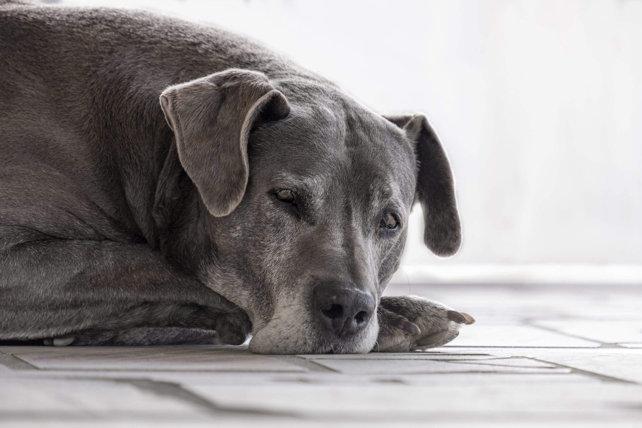 Cómo aliviar los síntomas de la artritis en tu perro