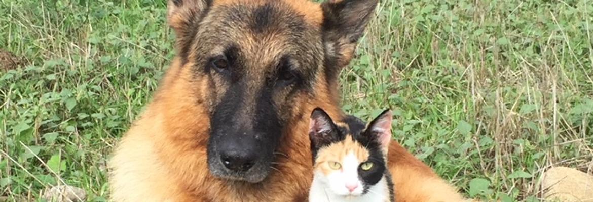 Perros y gatos: ¿cómo cubrir sus necesidades de especie?