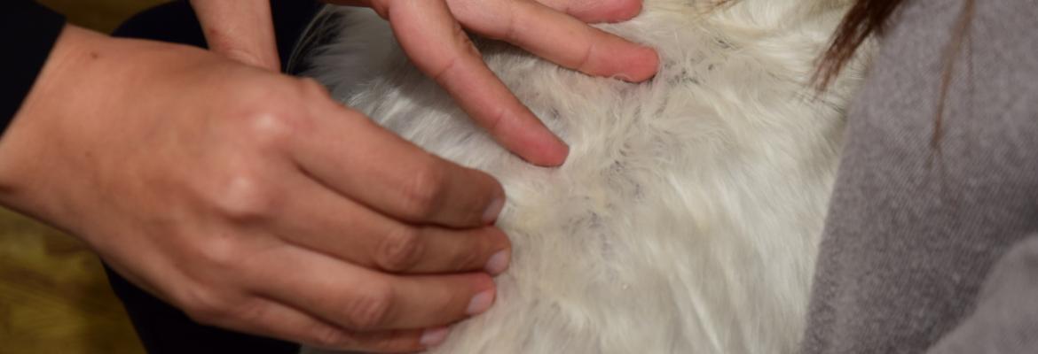 Tuina en animales, una técnica de masaje milenaria