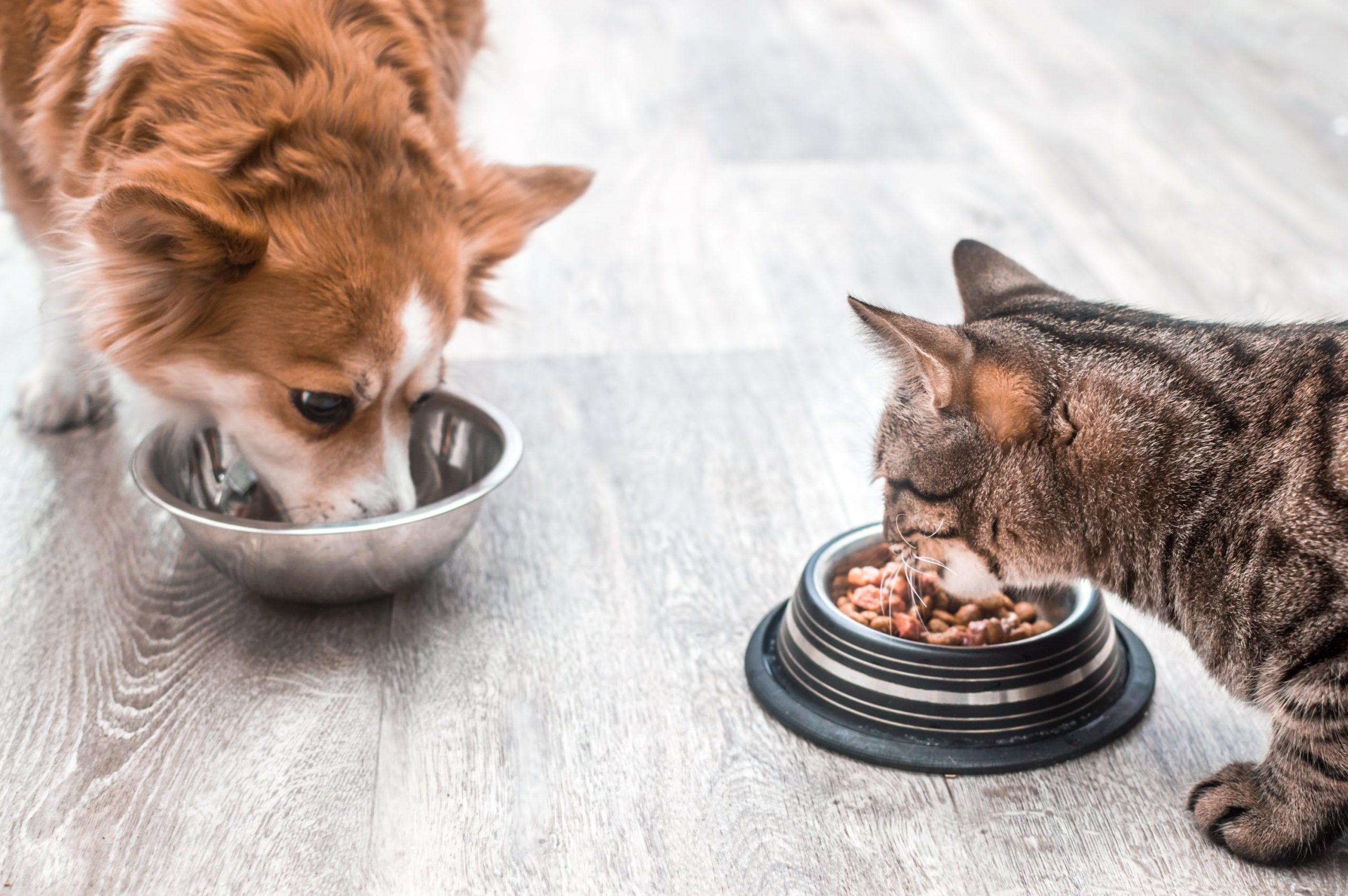 Curso de Probióticos y Prebióticos en la dieta de perros y gatos