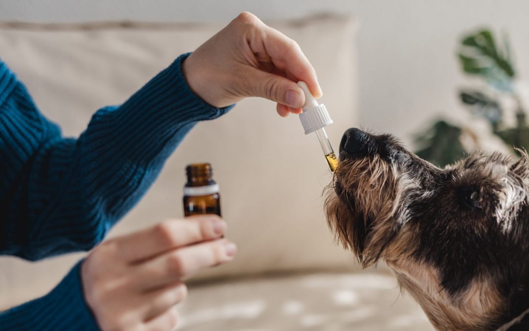 ¿Se pueden tratar los problemas conductuales de tu perro o gato con Homeopatía?