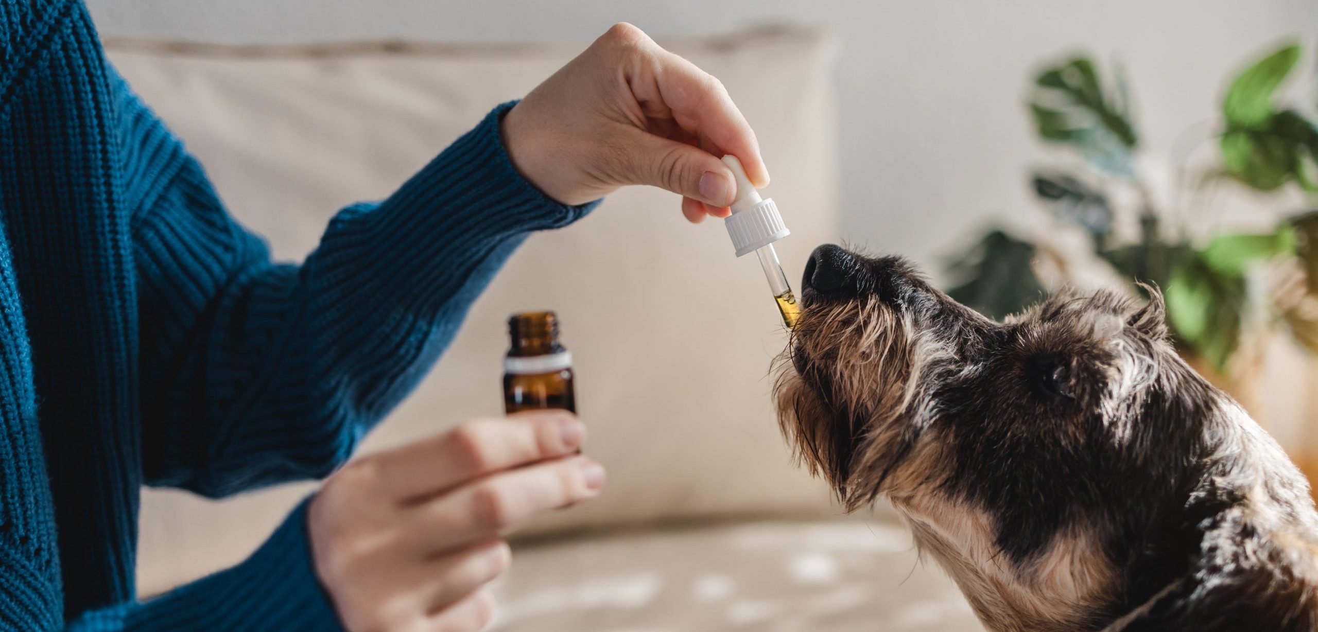 homeopatía perros