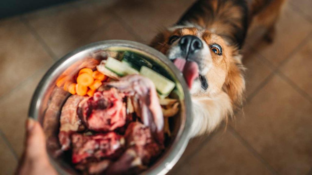 curso nutrición animal perros gatos