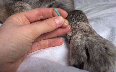 ¿Cómo es una sesión de Acupuntura para perros y gatos?