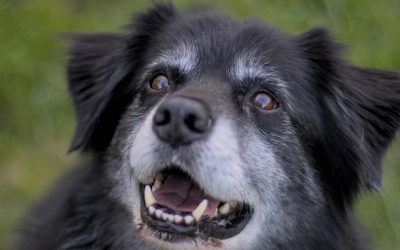 Acupuntura Animal: calidad de vida para perros y gatos senior