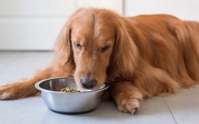El Poder de la Elección en la Nutrición Animal