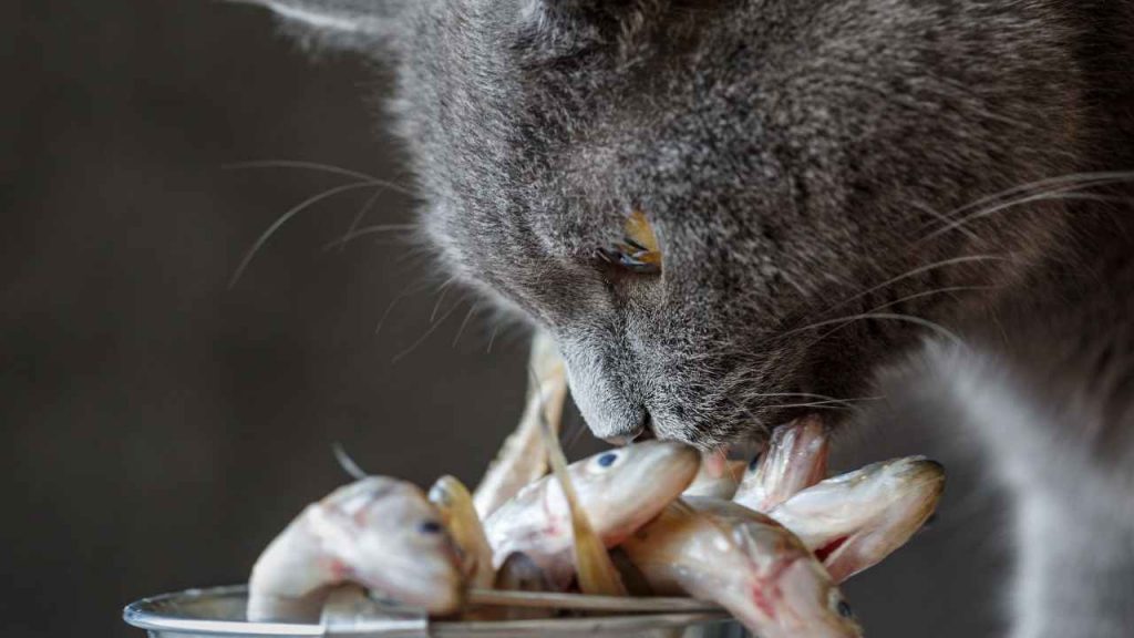 cursos de nutrición animal Acupcan
