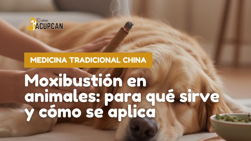 Moxibustión en animales: para qué sirve y cómo se aplica
