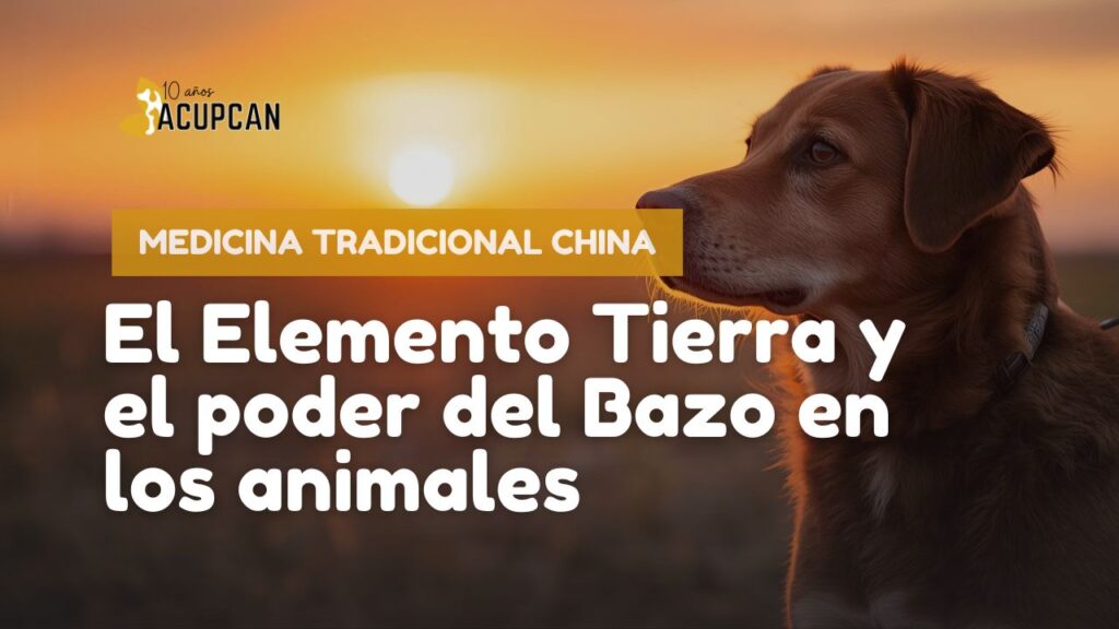 El Elemento Tierra y el poder del Bazo en los animales Medicina Tradicional China