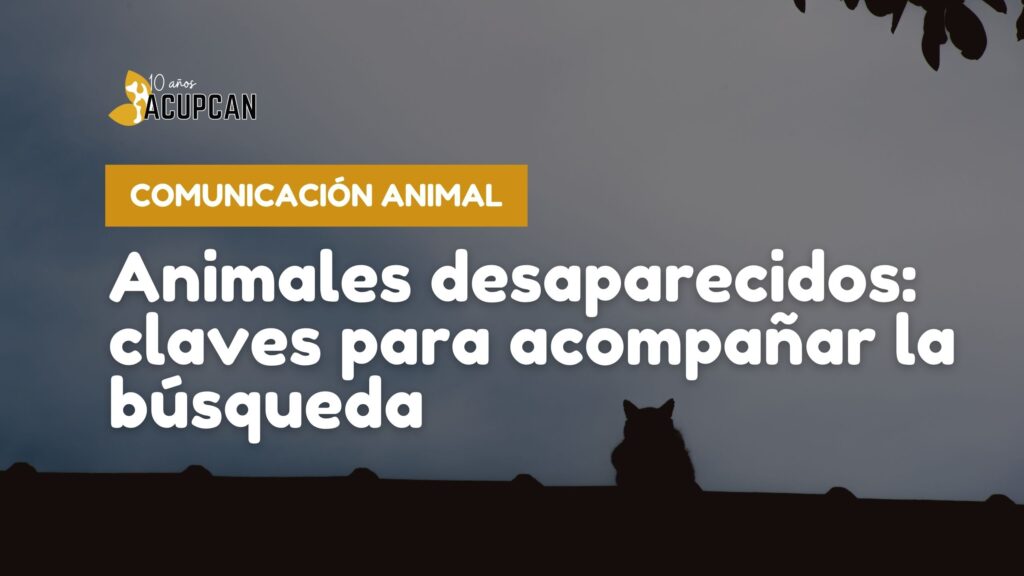 Cuando un animal no vuelve a casa: claves para acompañar la búsqueda