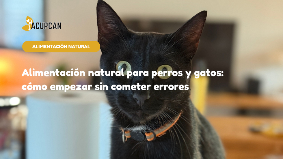 Alimentación natural para perros y gatos: cómo empezar sin cometer errores