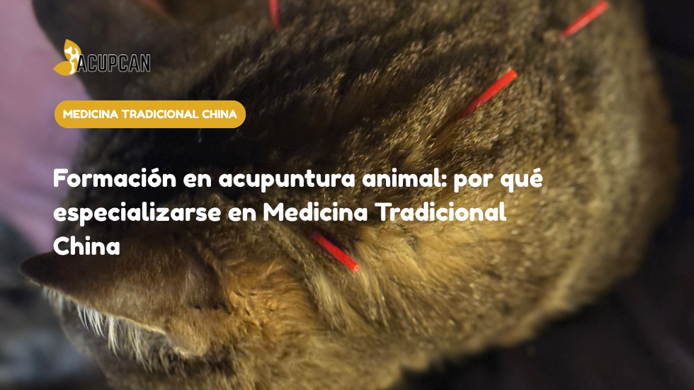 Formación en acupuntura animal: por qué especializarse en Medicina Tradicional China