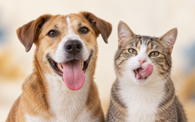 La lengua del perro y del gato en MTC: qué mira una terapeuta y qué descarta