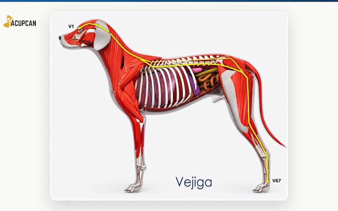 Meridiano de Vejiga y Du Mai en perros y gatos: recorrido, puntos clave y desequilibrios